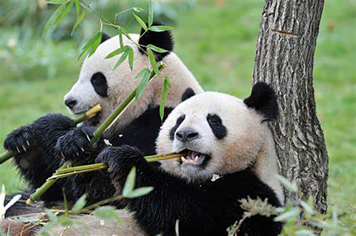 pandas leaning on tree